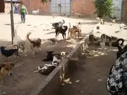 Feira tem cerca de 3 mil animais sob cuidados de protetores